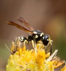 Stenodynerus blandus