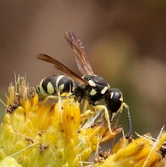 Stenodynerus blandus