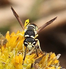 Stenodynerus blandus