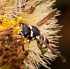 Stenodynerus blandus