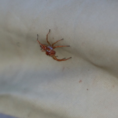 Cosmophasis bitaeniata