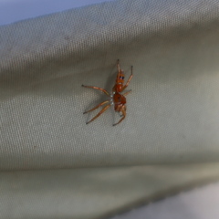 Cosmophasis bitaeniata