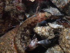 Rathbunella alleni