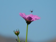 Cosmos parviflorus