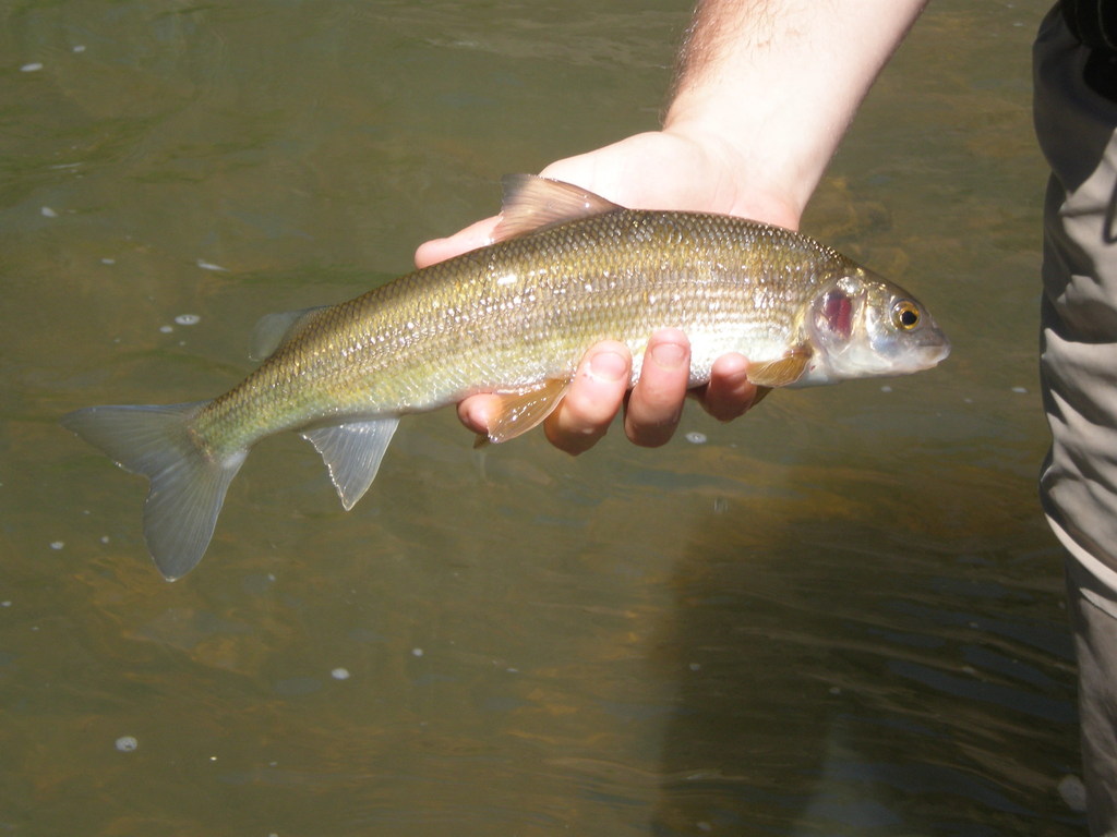 Mountain Whitefish from bowman dam, or on June 15, 2013 by willjosh