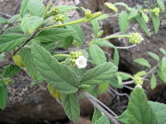 Varronia leucophlyctis