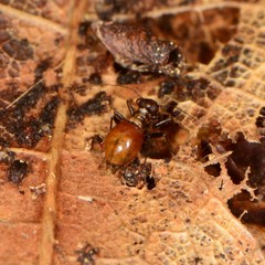 Bertkauia crosbyana