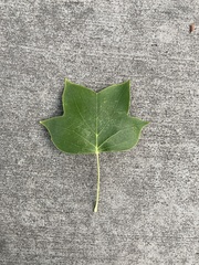 Liriodendron tulipifera