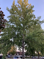 Liriodendron tulipifera