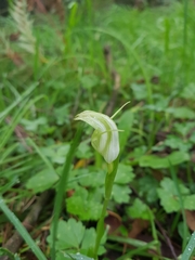 Pterostylis alpina