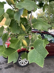 Liriodendron tulipifera