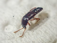 Acidota crenata