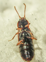 Acidota crenata