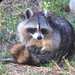 Eastern Raccoon - Photo (c) dhitchcox, some rights reserved (CC BY-NC), uploaded by dhitchcox