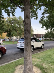 Liriodendron tulipifera