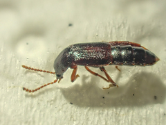 Acidota crenata