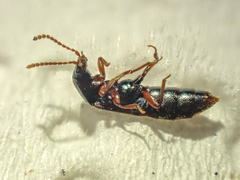 Acidota crenata