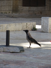 Corvus cornix