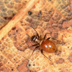 Bertkauia crosbyana