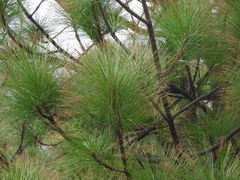 Pinus oocarpa