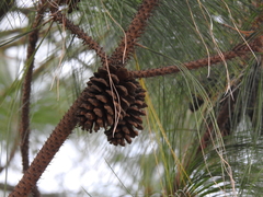 Pinus oocarpa