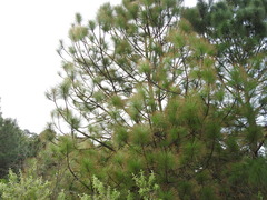 Pinus oocarpa