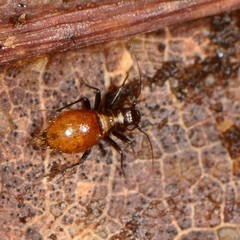 Bertkauia crosbyana