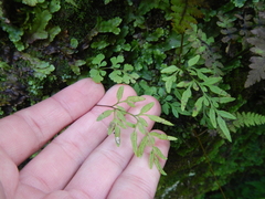 Cryptogramma stelleri
