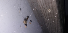 Theridiidae
