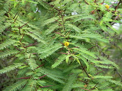 Vachellia insulae-iacobi