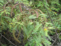 Vachellia insulae-iacobi