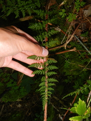Cystopteris laurentiana