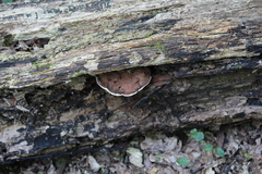 Ganoderma applanatum