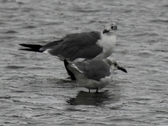 Leucophaeus atricilla