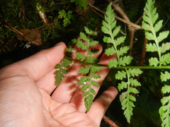 Cystopteris laurentiana