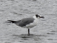 Leucophaeus atricilla