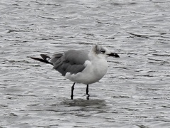 Leucophaeus atricilla