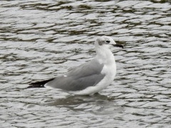 Leucophaeus atricilla