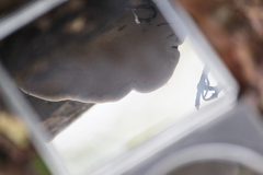 Ganoderma applanatum