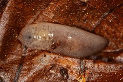 Pallifera dorsalis