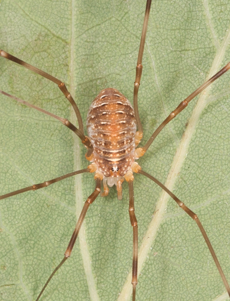 Canestrini's Harvestman, photo 1 of 10