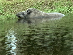 Tapirus