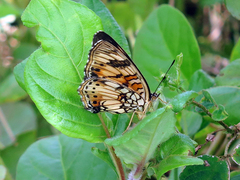 Junonia sophia sophia