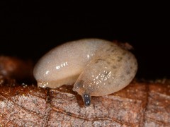 Pallifera dorsalis