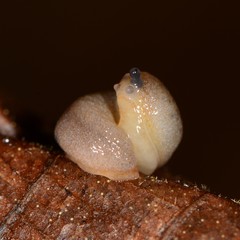 Pallifera dorsalis