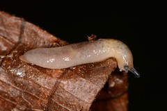 Pallifera dorsalis