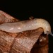 Philomycidae - Photo (c) Jason Michael Crockwell, algunos derechos reservados (CC BY-NC-ND)