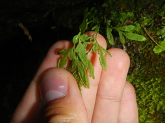 Cryptogramma stelleri
