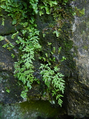 Cryptogramma stelleri