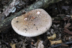 Amanita rubescens